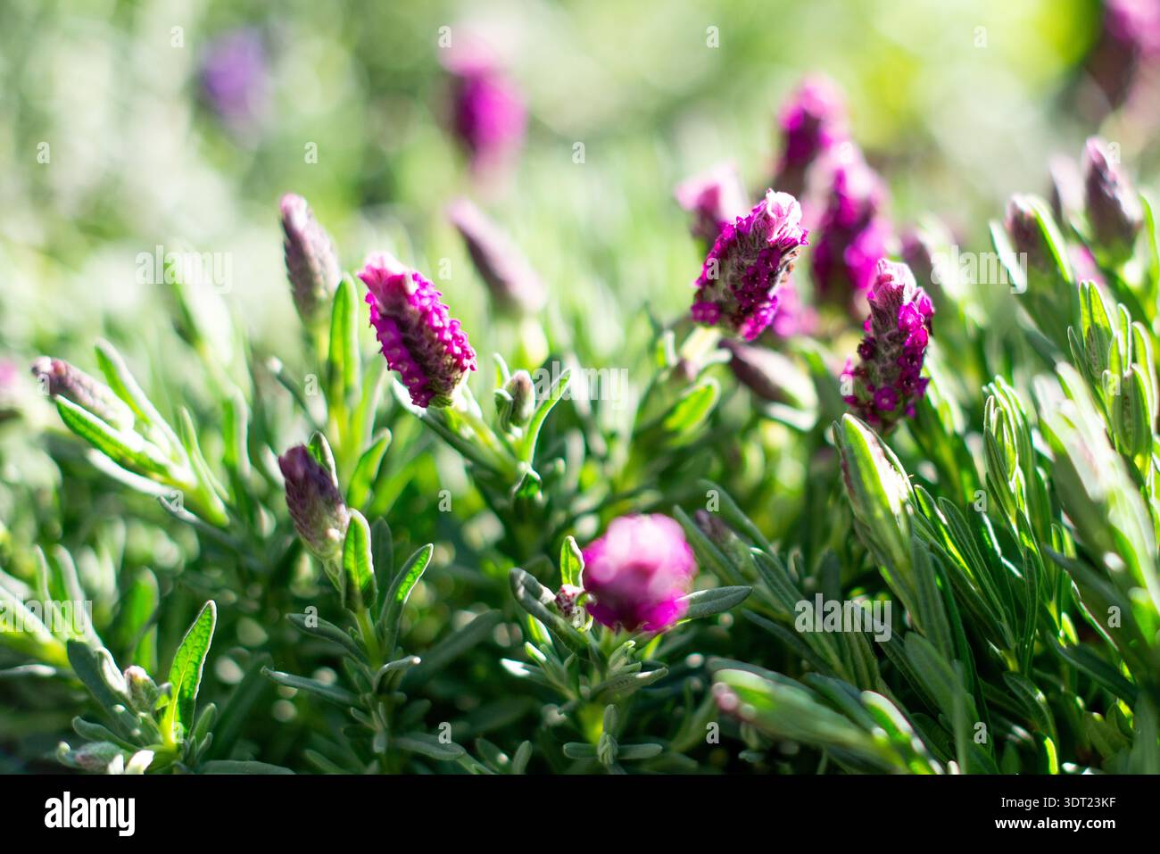 Gros plan sur les fleurs de plantes de lavande rose Banque D'Images