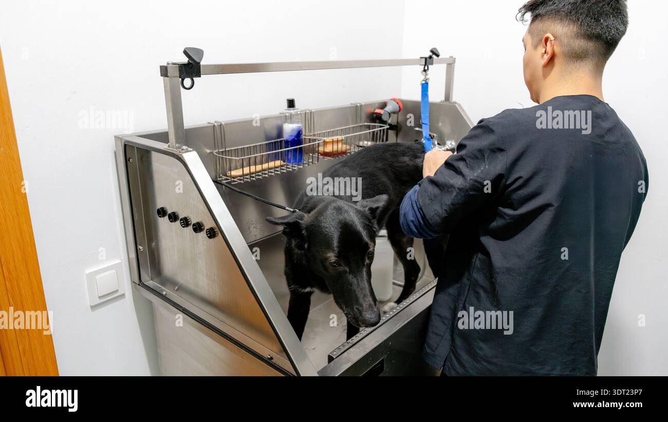 Un toiletteur professionnel se prépare à baigner un chien noir dans une baignoire en acier inoxydable équipée d'outils et de produits de toilettage, assurant un pe propre et heureux Banque D'Images