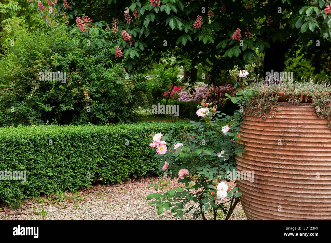 Amphore en terre cuite, roses roses et marrons rouges en fleurs (Aesculus carnea) dans l'Orto Botanico di Firenze, Italie. Banque D'Images