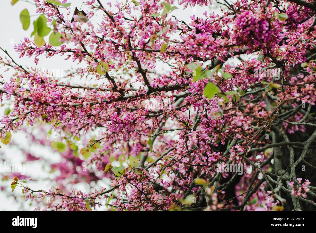 Un superbe affichage de fleurs roses éclatantes couvre les branches d'arbres de rougeord, capturant l'essence du printemps en pleine floraison avec des fleurs délicates baski Banque D'Images