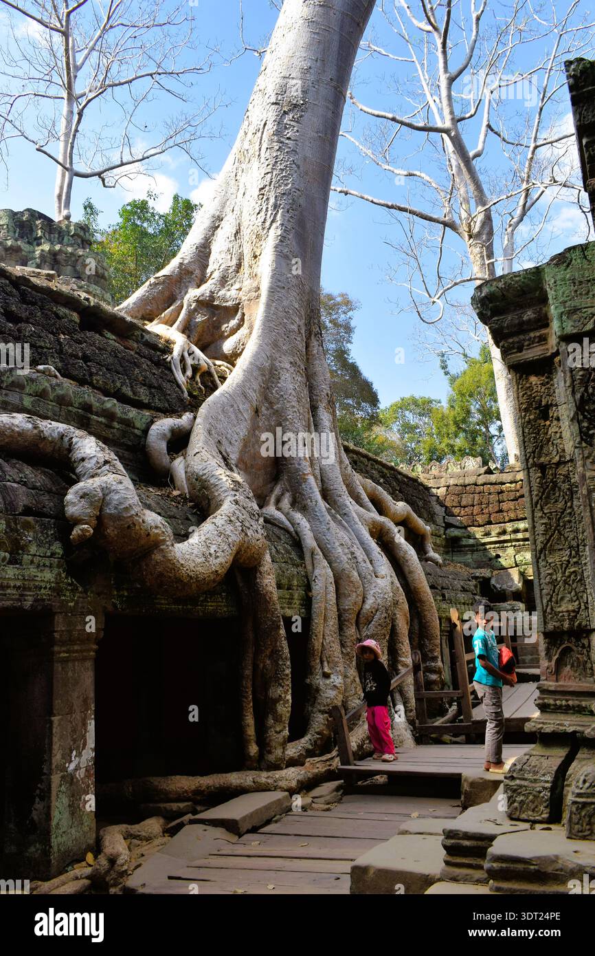 Temple de Ta Prohm Cambodge Banque D'Images