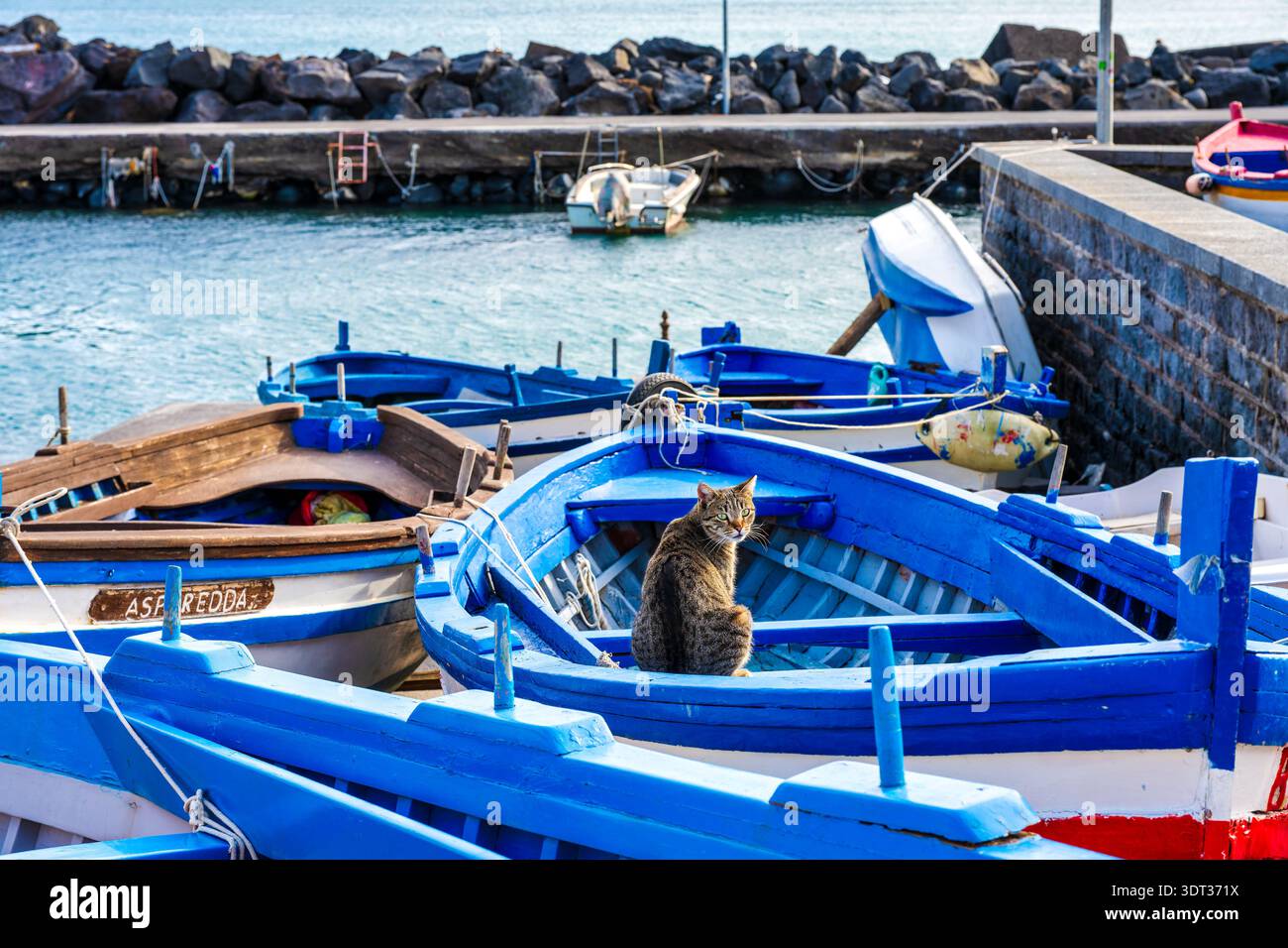 Chat tabby gris est assis dans un bateau de pêche en bois parmi les bateaux bleus au port de San Giovanni Li Cuti, Catane, Italie. Banque D'Images