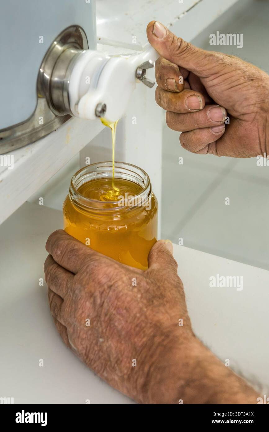 Un apiculteur sicilien et producteur de miel remplissant soigneusement un pot en verre avec du miel fraîchement extrait et filtré de ses ruches (Sicile, Italie) Banque D'Images