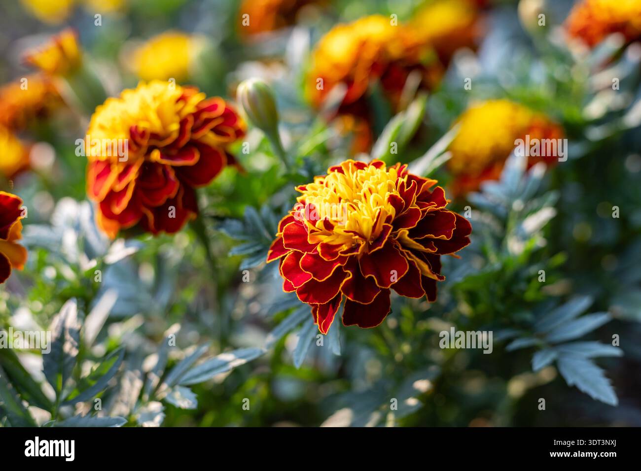 Les soucis français, les fleurs de Tagetes patula fleurissent en été Banque D'Images