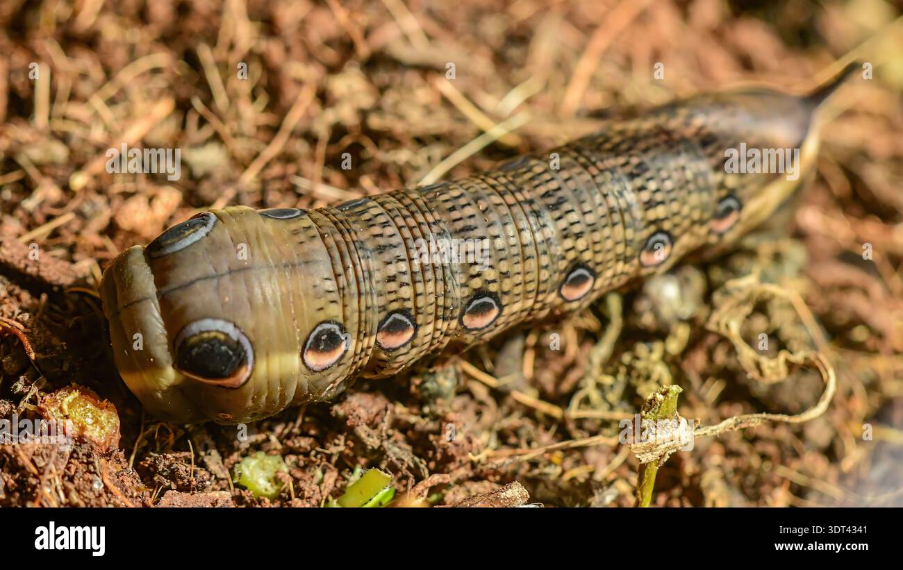 Tersa Sphinx Moth caterpillar recherche de la nourriture. Banque D'Images