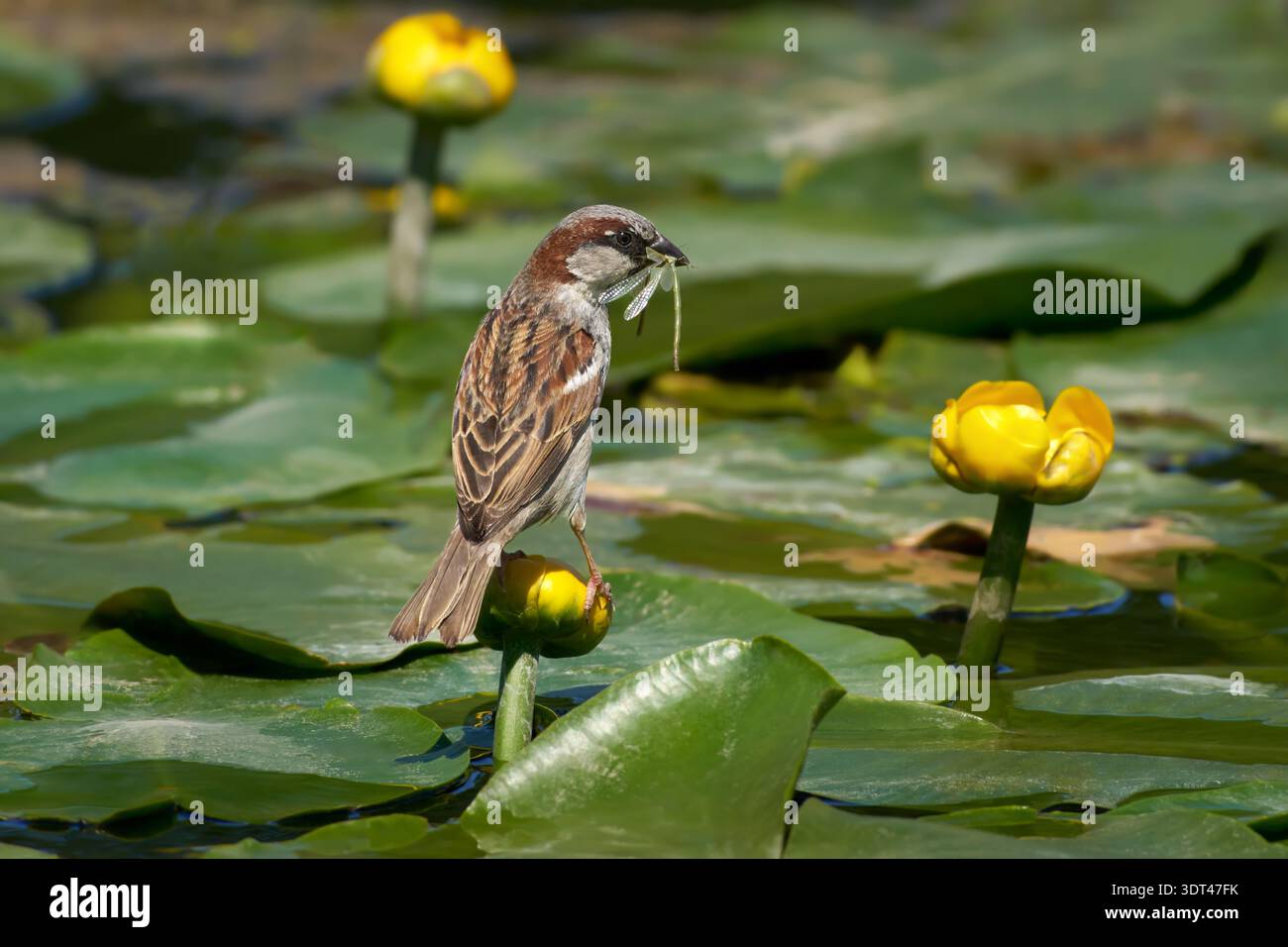 Male House Moparrow (passer domesticus) avec libellule capturée dans son bec debout sur le nénuphar jaune Banque D'Images