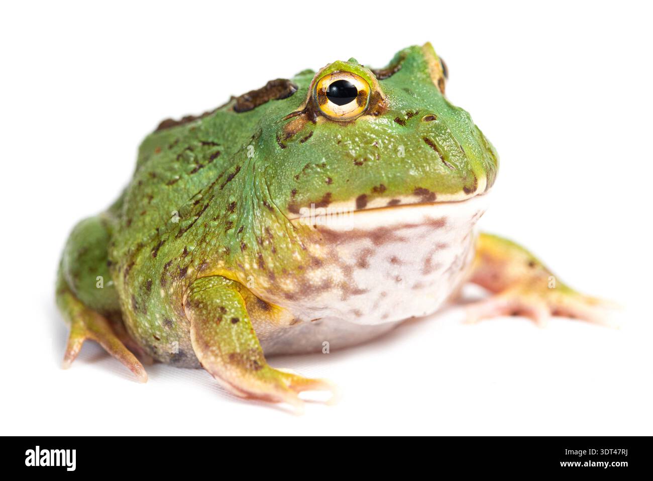 Grenouille à cornes Chacoan ou grenouille PAC-Man (Ceratophrys cranwelli) de la forme 'bleu samouraï' sur fond blanc. Photo studio avec un spécimen d'élevage Banque D'Images