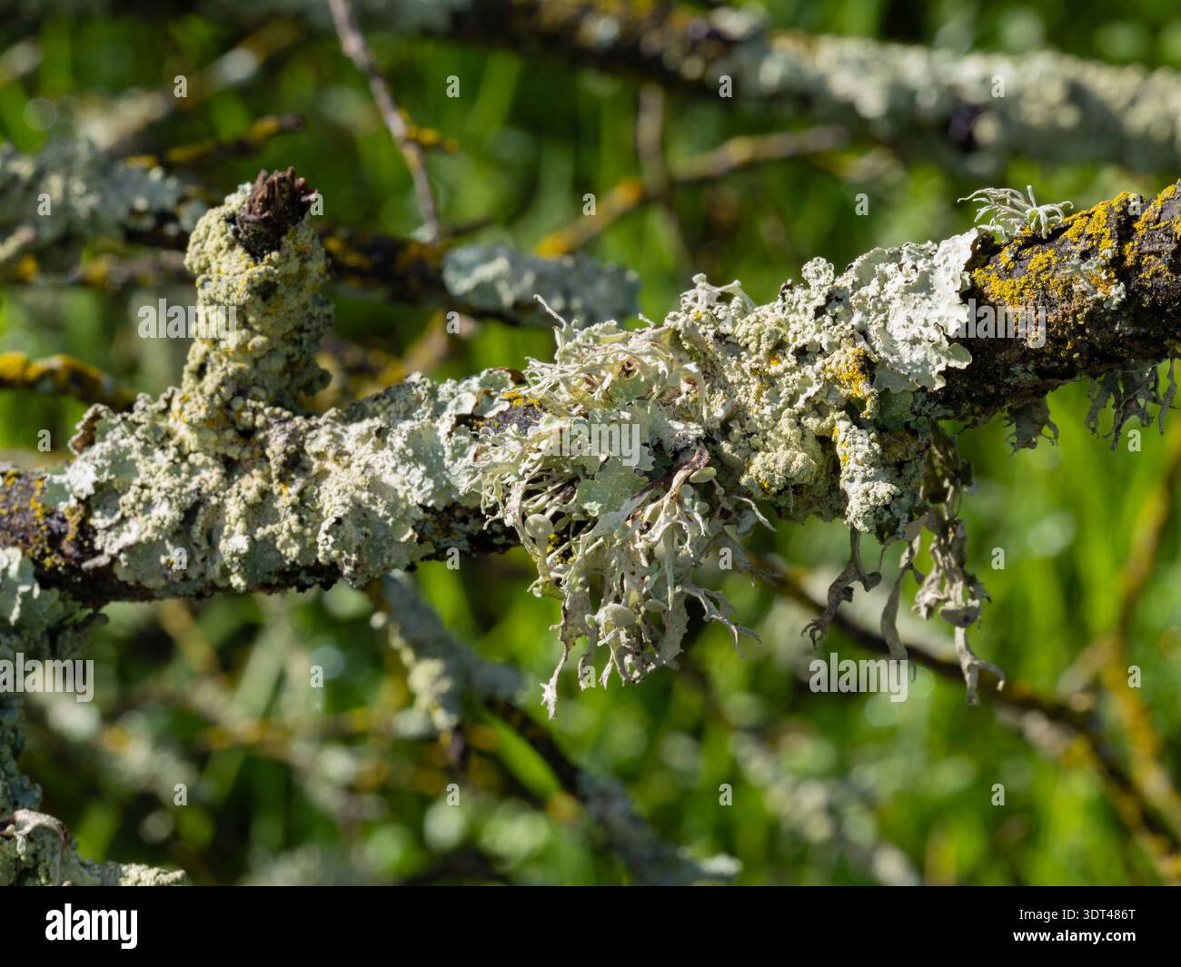 Textures complexes de lichen vert pâle et de mousse jaune poussant sur une branche de chêne foncé Banque D'Images