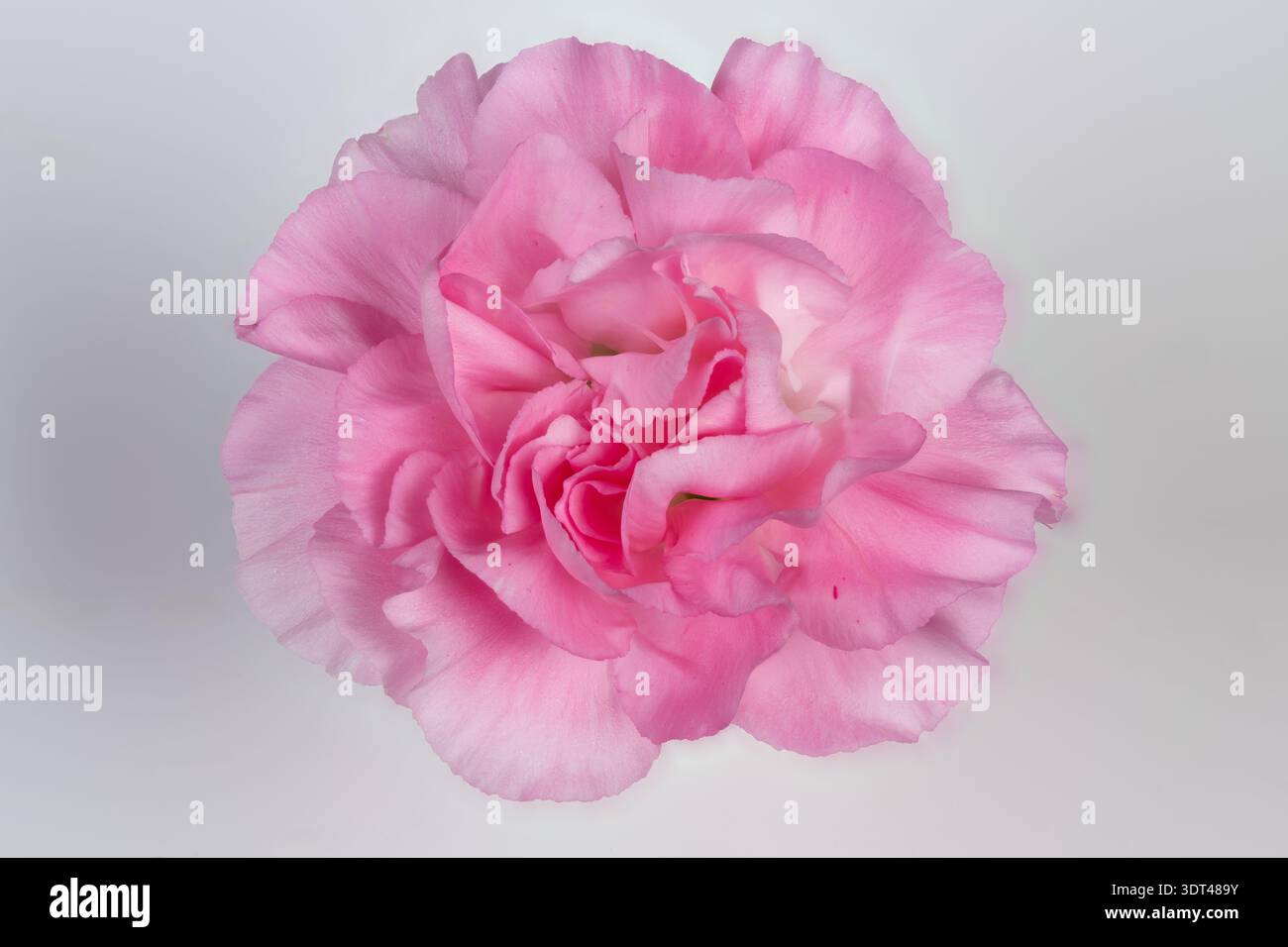 Spécimen d'oeillet rose studio pour une utilisation de catalogue, flatlay haute résolution montre la disposition des pétales et la structure centrale, la toile de fond neutre soutient identif Banque D'Images