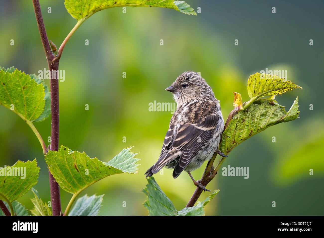 Juvénile Junco aux yeux sombres perché dans le centre-sud de l'Alaska. Banque D'Images