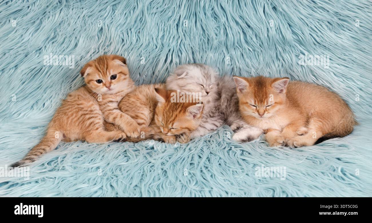 Groupe de chatons sieste sur fond bleu avec un chaton regardant la caméra Banque D'Images