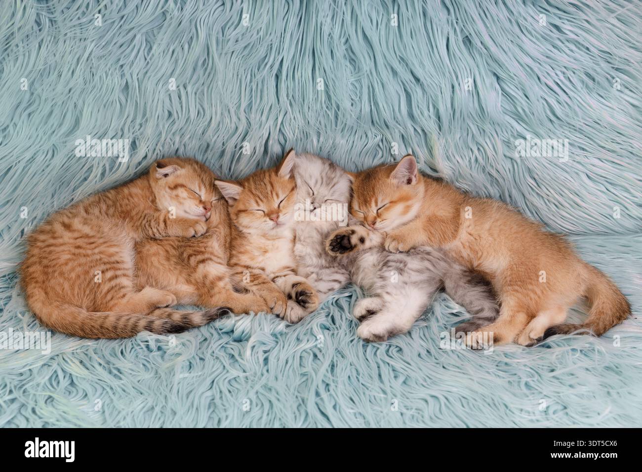 Quatre chatons reposant sur un fond moelleux bleu clair Banque D'Images