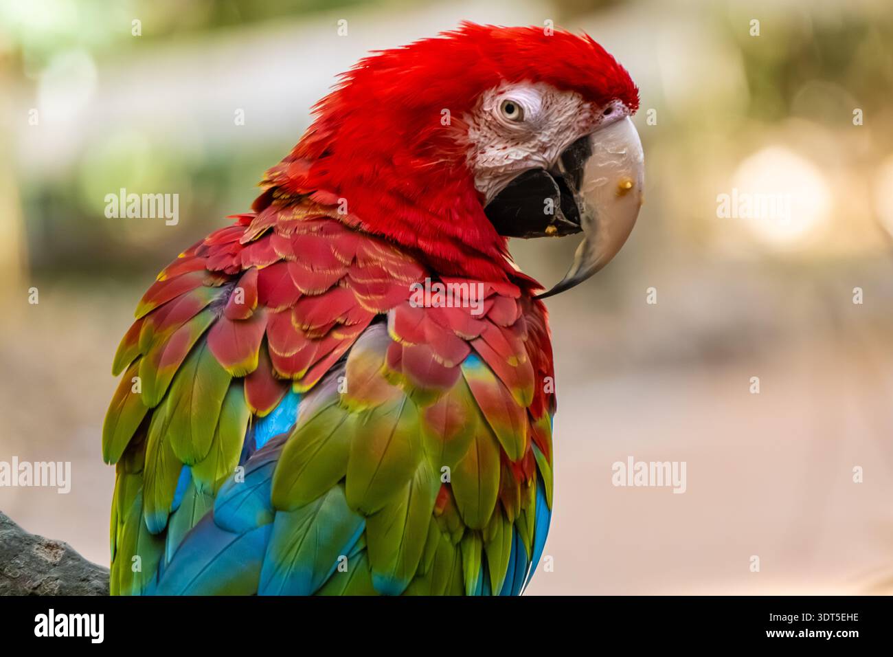 Ara chloropterus (Ara chloropterus), également connu sous le nom d'aras rouge et vert, au zoo de Jacksonville et aux jardins botaniques de Jacksonville, en Floride. Banque D'Images