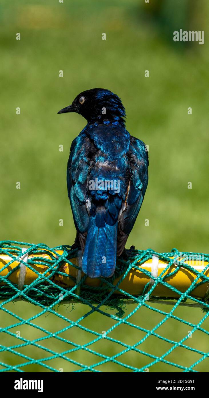 Une variété d'oiseaux africains dans leur habitat naturel, présentant des couleurs vibrantes et des espèces diverses. Banque D'Images