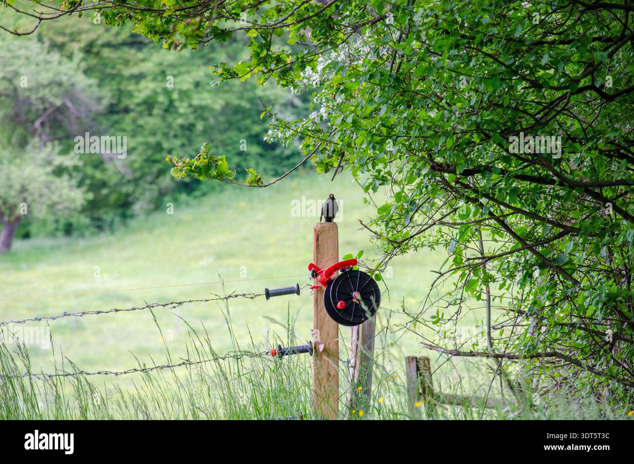 Oiseau noir perché sur un poteau de clôture en bois avec bobine de clôture électrique et poignée rouge, dans une prairie de campagne verdoyante sous des branches d'arbres feuillus, foyer doux Banque D'Images