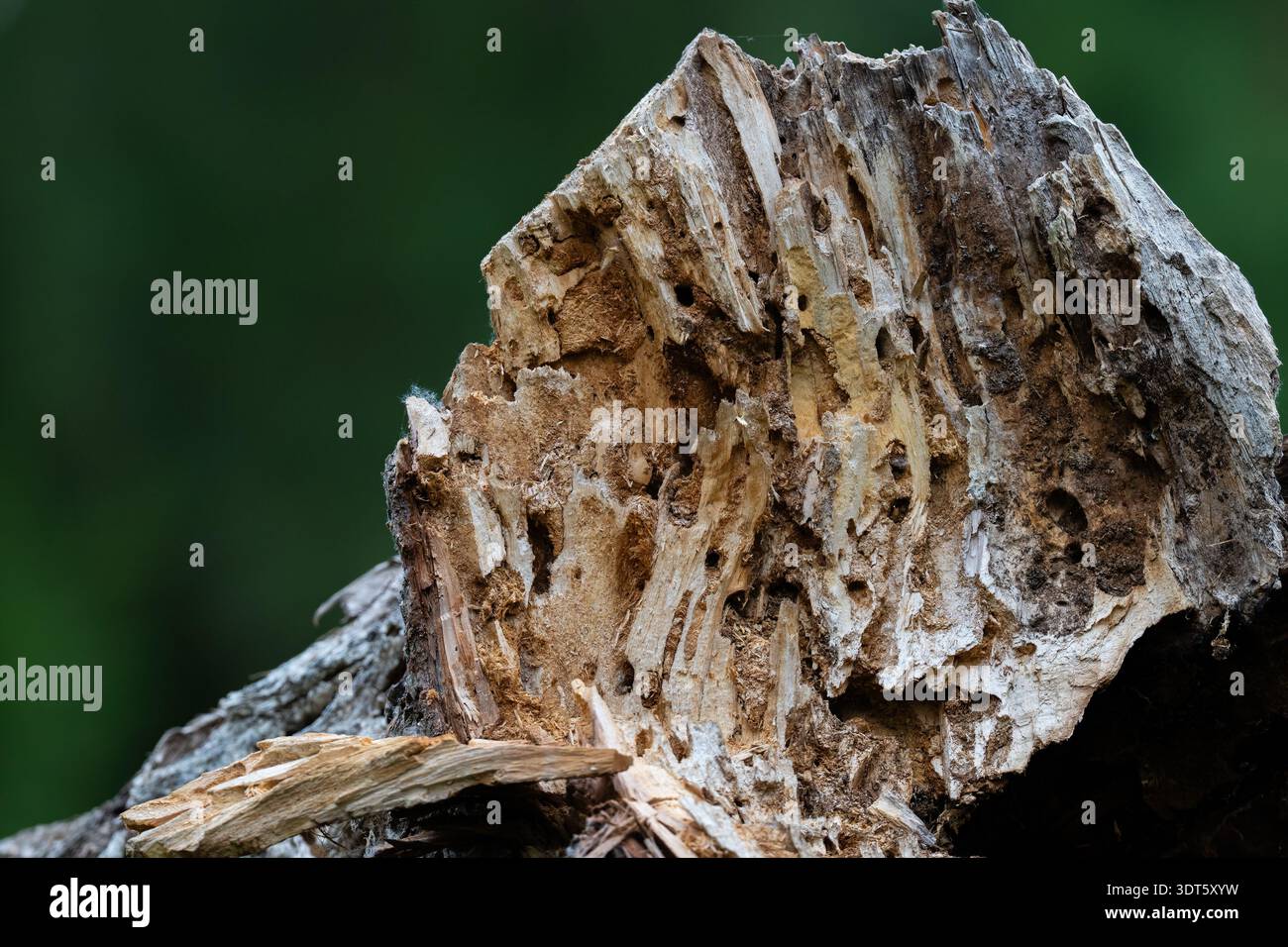 Gros plan d'un tronc d'arbre en décomposition avec des motifs de bois complexes et des trous causés par des insectes qui forent le bois. Détail de la décomposition de la forêt naturelle. Banque D'Images