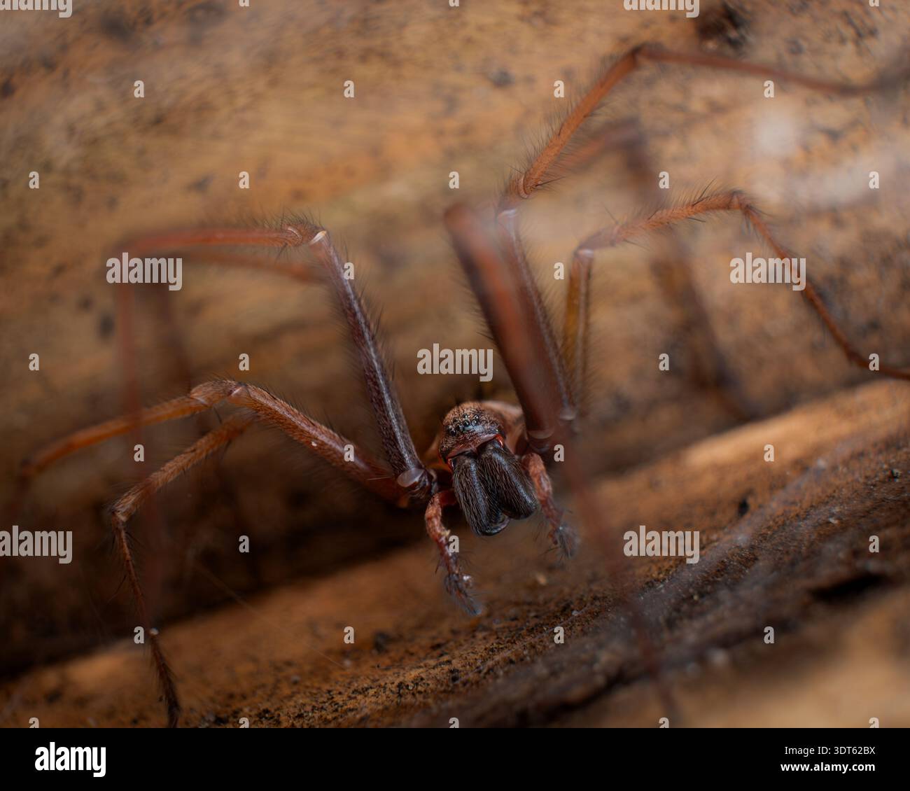 Macro extrême de Brown Spider avec des crocs proéminents et des yeux détaillés Banque D'Images