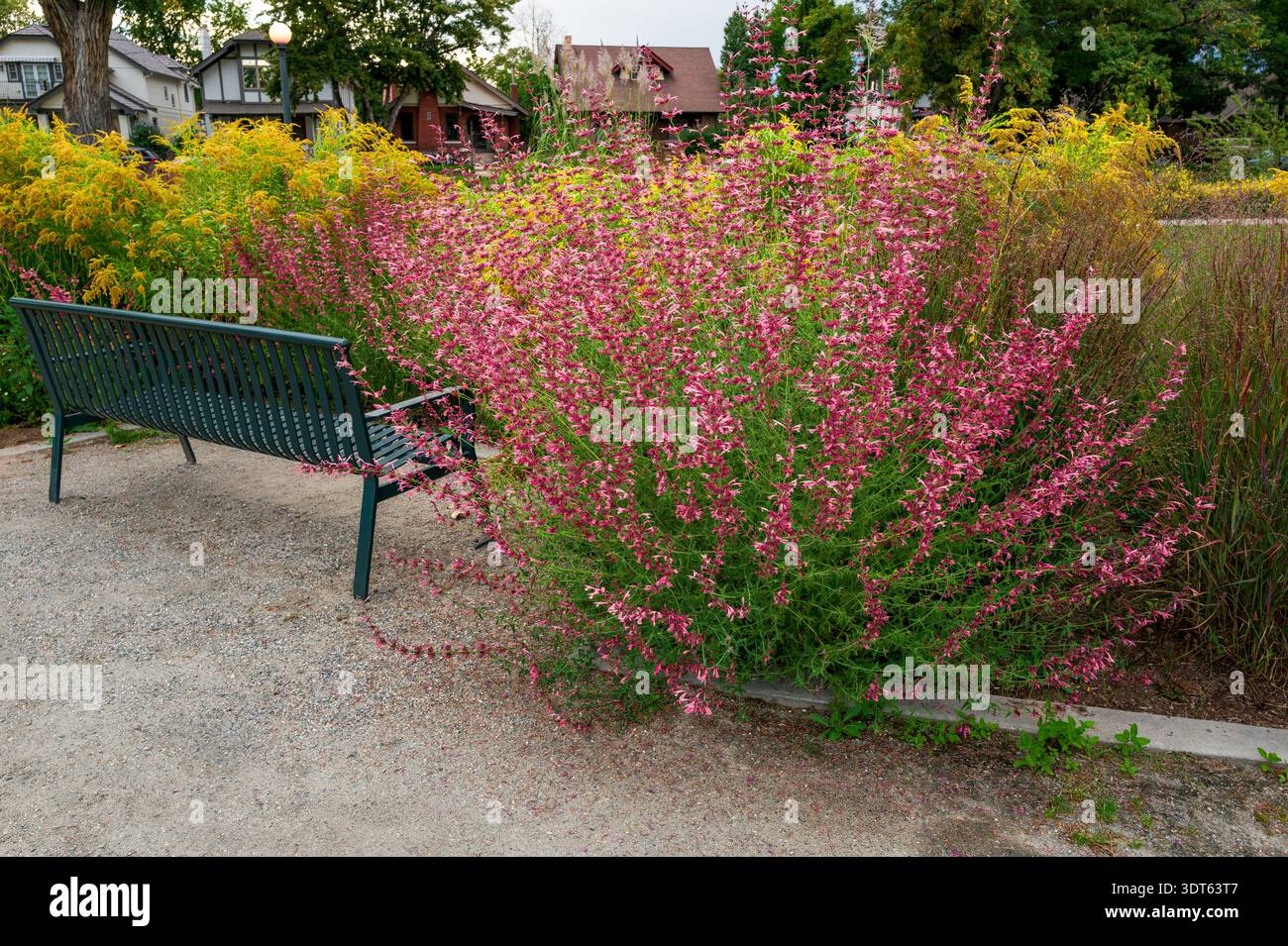 Un bel arbuste de couleur rose Agastache ou colibri menthe, grand et parfumé, à côté d'un banc de parc avec des plantes de verge d'or en fleurs en arrière-plan. Banque D'Images
