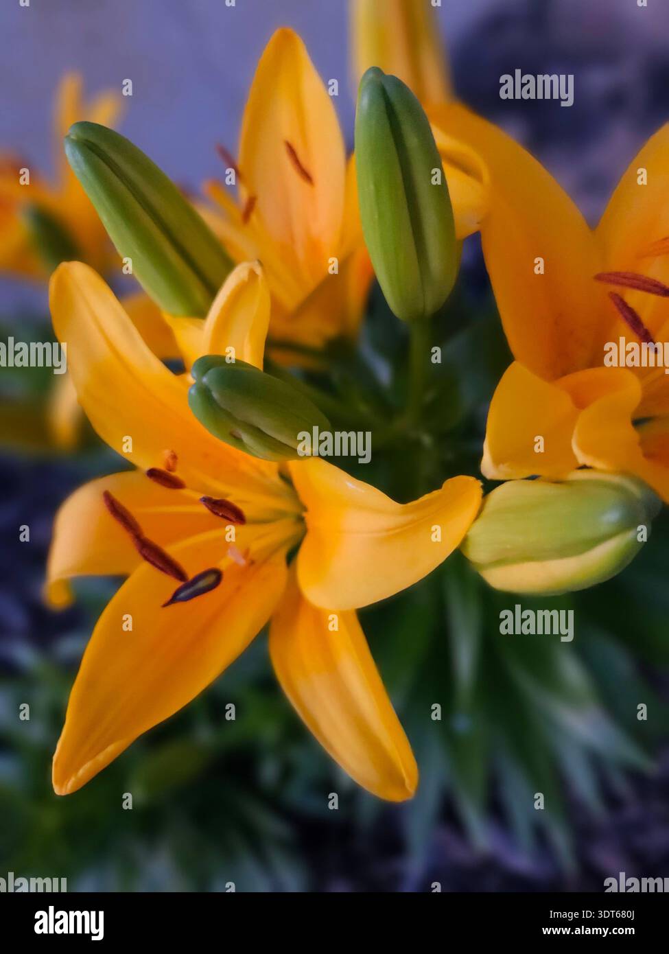 USAGE ÉDITORIAL SEULEMENT - AMELIA OHIO MAY 2025​ : une étude en gros plan et à grand angle vibrante des lis asiatiques jaunes dorés (Lilium auratum) à divers stades de floraison. L'image capture les détails complexes des anthères oranges saupoudrées de pollen et des pétales délicats, contrastés par plusieurs bourgeons verts étroitement fermés et un feuillage luxuriant. L'éclairage doux et naturel met en valeur les textures fraîches et botaniques, ce qui en fait l'outil idéal pour le contenu éditorial sur le thème du printemps, les guides horticoles ou les décors inspirés de la nature. - Image de stock capturée avec un smartphone