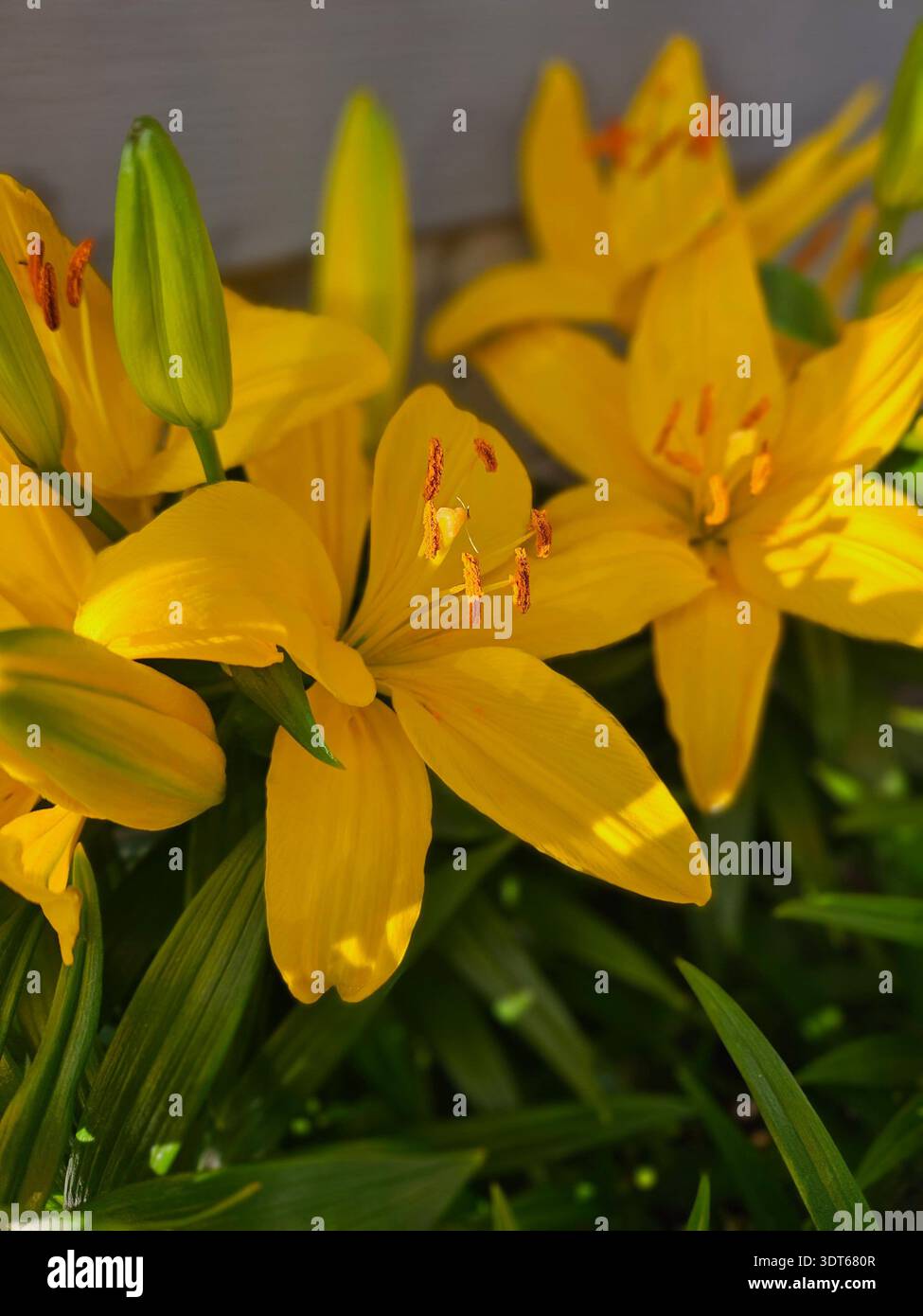 USAGE ÉDITORIAL EXCLUSIF - AMELIA OHIO MAI 2025 : amas de lis asiatiques (Lilium) jaune vif capturés en pleine floraison sous la lumière directe du soleil. L'image montre plusieurs fleurs ouvertes avec des anthères orange proéminentes et riches en pollen, accompagnées de jeunes bourgeons verts qui n'ont pas encore ouvert. Cette étude botanique détaillée met l'accent sur les couleurs vibrantes et les textures vives de la flore des jardins de printemps, ce qui la rend adaptée aux publications horticoles, au contenu éditorial sur le thème de la nature ou à l'inspiration de design floral. Banque D'Images