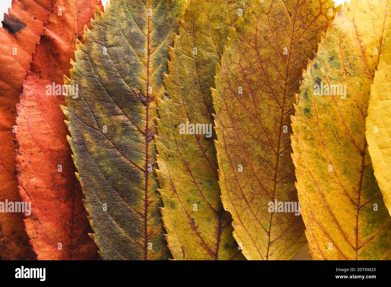 Collection de feuilles disposées dans un motif mosaïque montrant diverses couleurs et textures Banque D'Images