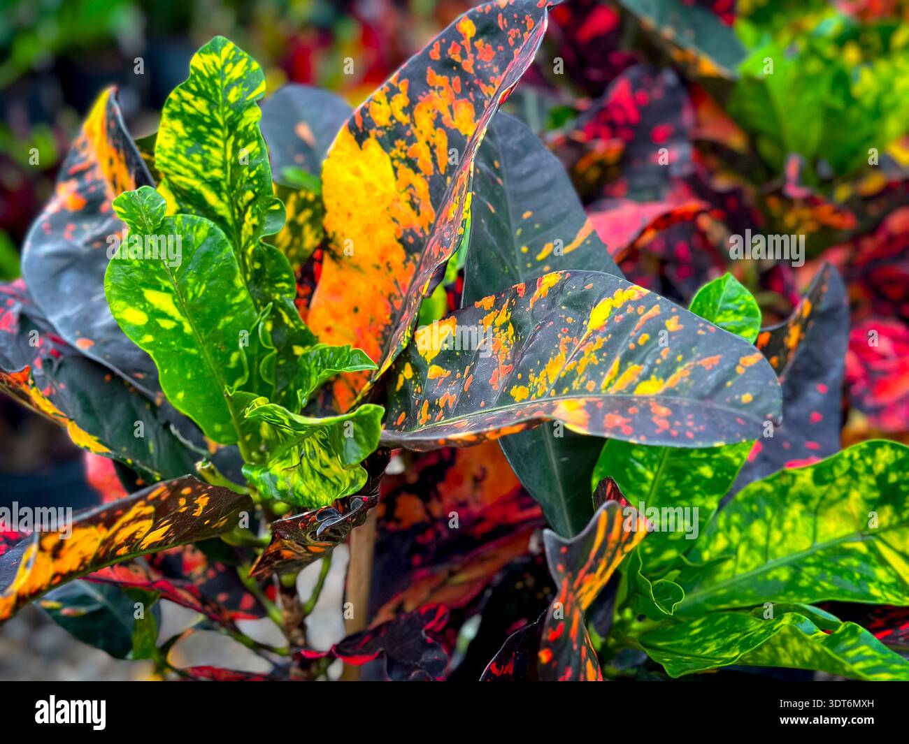 Une vue de feuilles colorées du buisson de peintre bâclé. Banque D'Images