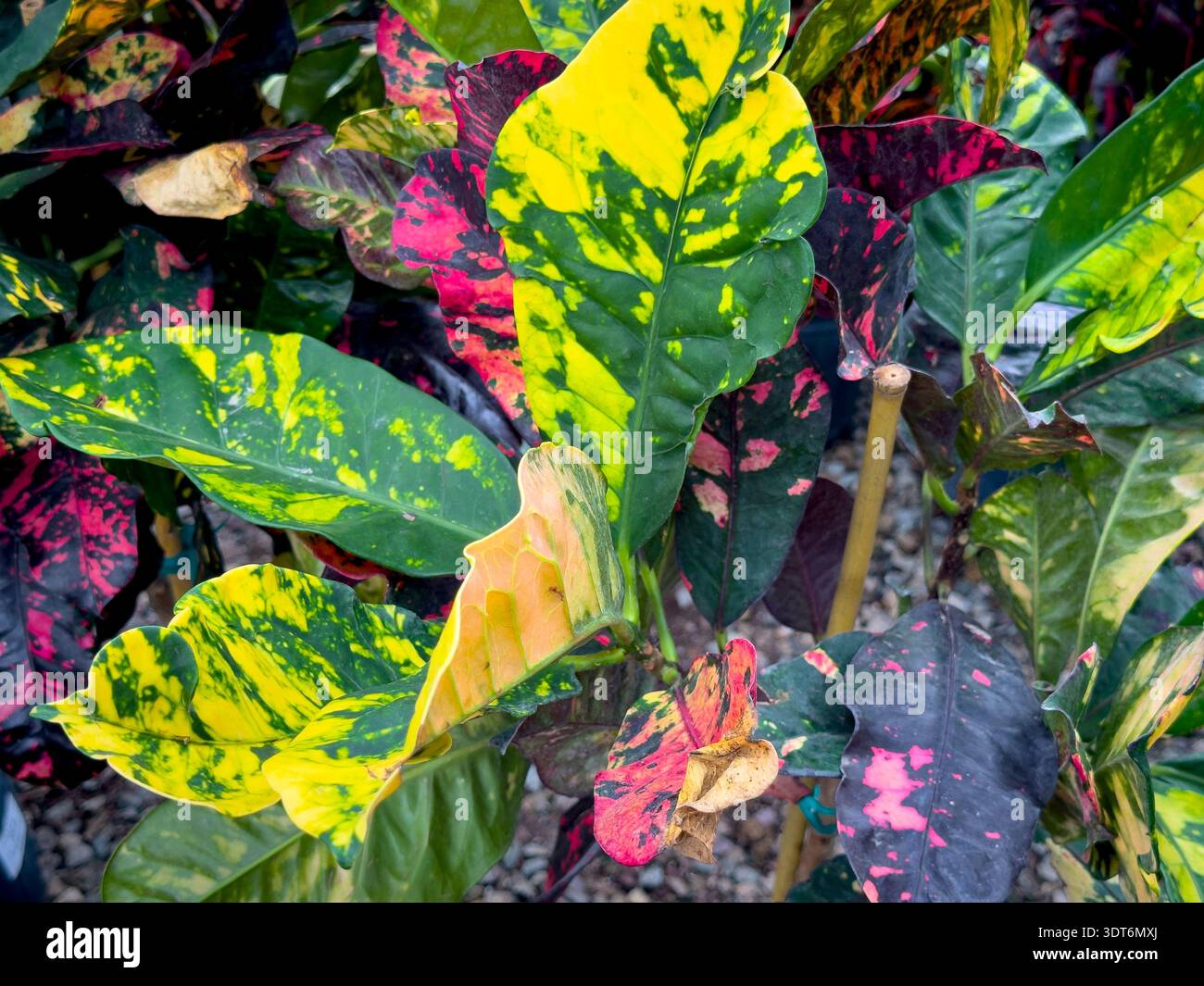Une vue de feuilles colorées du buisson de peintre bâclé. Banque D'Images