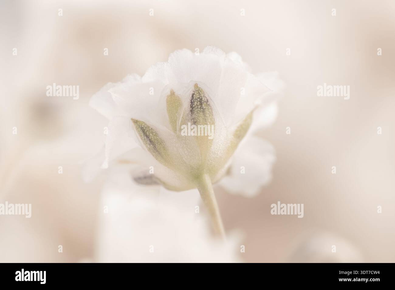 Macro gros plan d'une seule tête de fleur blanche de gypsophila sur un fond beige doux orientation horizontale Banque D'Images