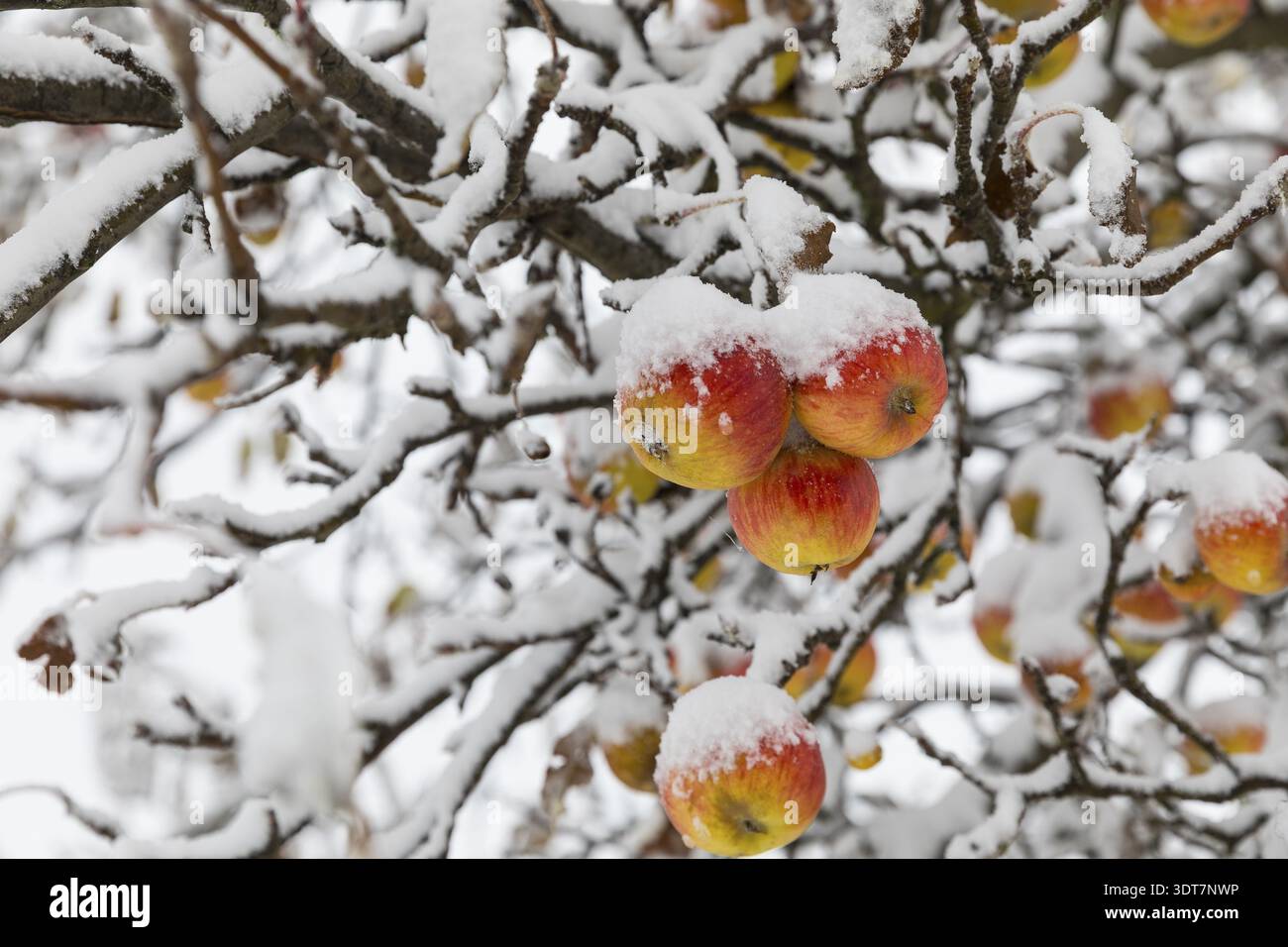 Pommes mûres couvertes de neige sur les branches d'un pommier, début de l'hiver à Oberwartha, Dresde, Saxe, Allemagne Banque D'Images