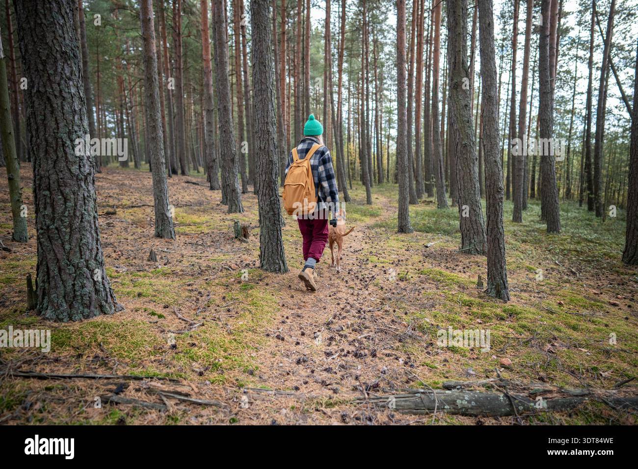 Femme marchant avec le chien Vizsla en laisse dans la forêt de pins d'automne sur le chemin entouré de mousse verte vue arrière Banque D'Images