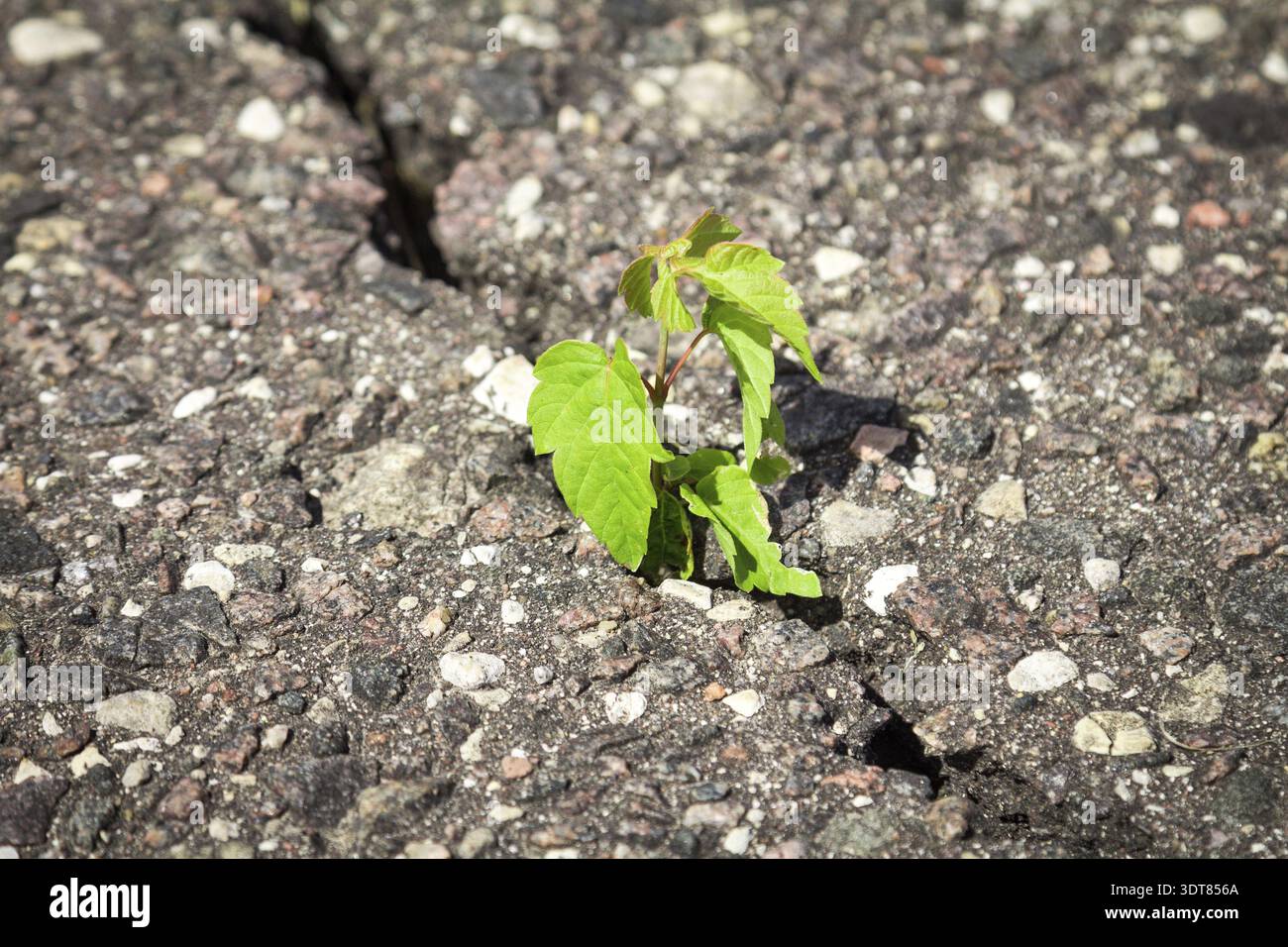 De plus en plus de plantes vertes à travers l'asphalte fissuré Banque D'Images