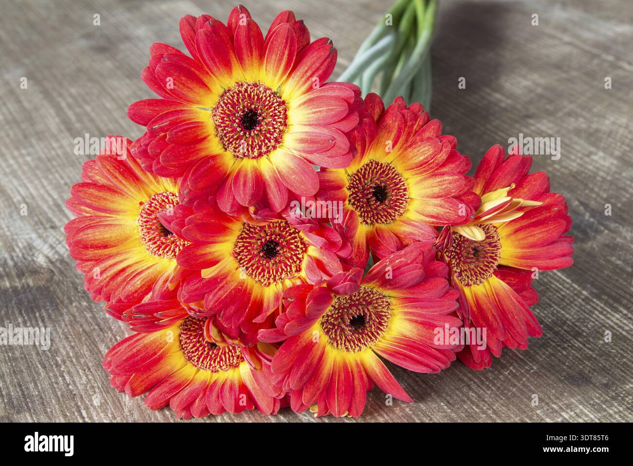 Gerbera coloré sur la table en bois Banque D'Images
