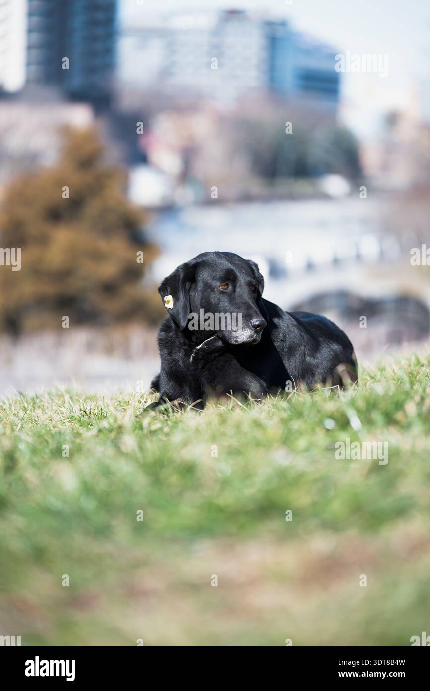 Un chien noir avec une étiquette sur son oreille est couché sur l'herbe . Banque D'Images