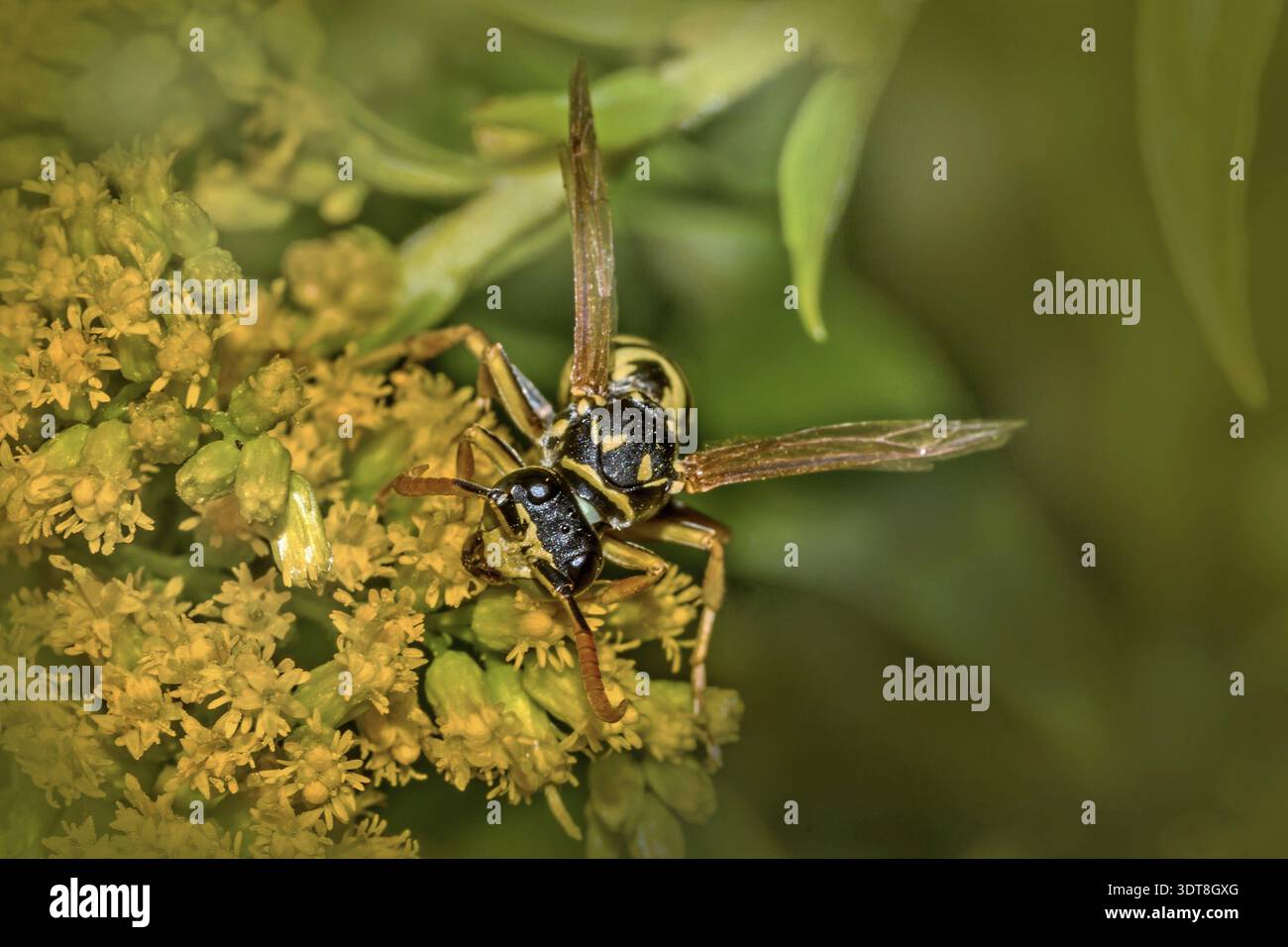 Sergent français « polistes dominulus » Banque D'Images