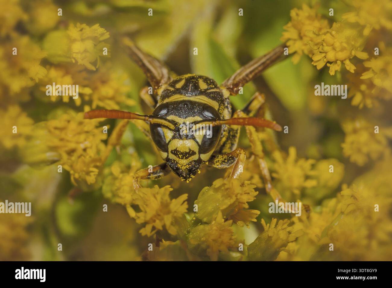 Guêpe des champs 'Polistes gallicus' Banque D'Images