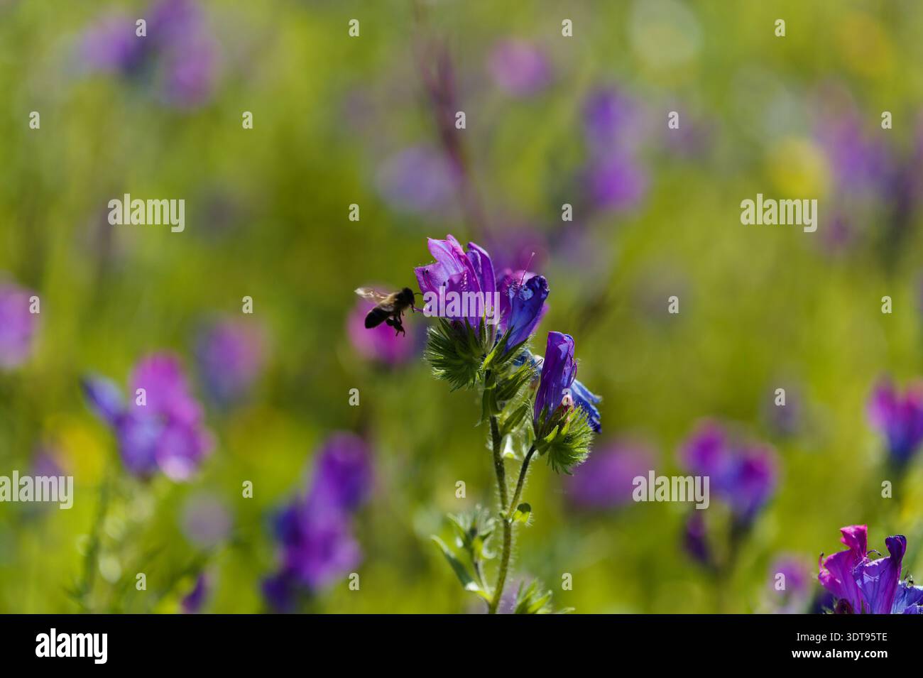 Flore de Gran Canaria - Echium plantagineum, malédiction de Paterson, fond floral macro naturel Banque D'Images