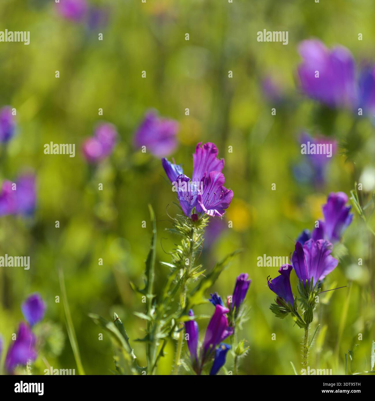 Flore de Gran Canaria - Echium plantagineum, malédiction de Paterson, fond floral macro naturel Banque D'Images