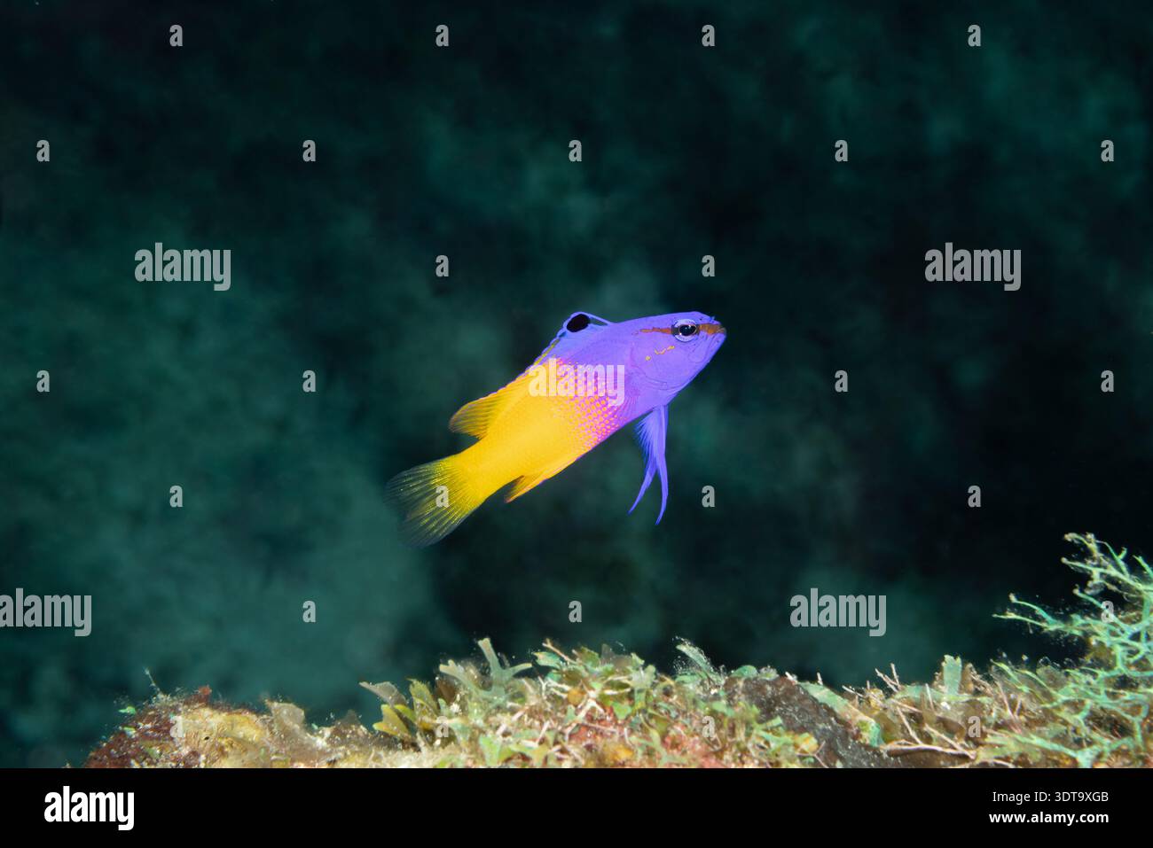 Royal Gramma (Gramma loreto) on Coral Reef, Roatan, Honduras Banque D'Images