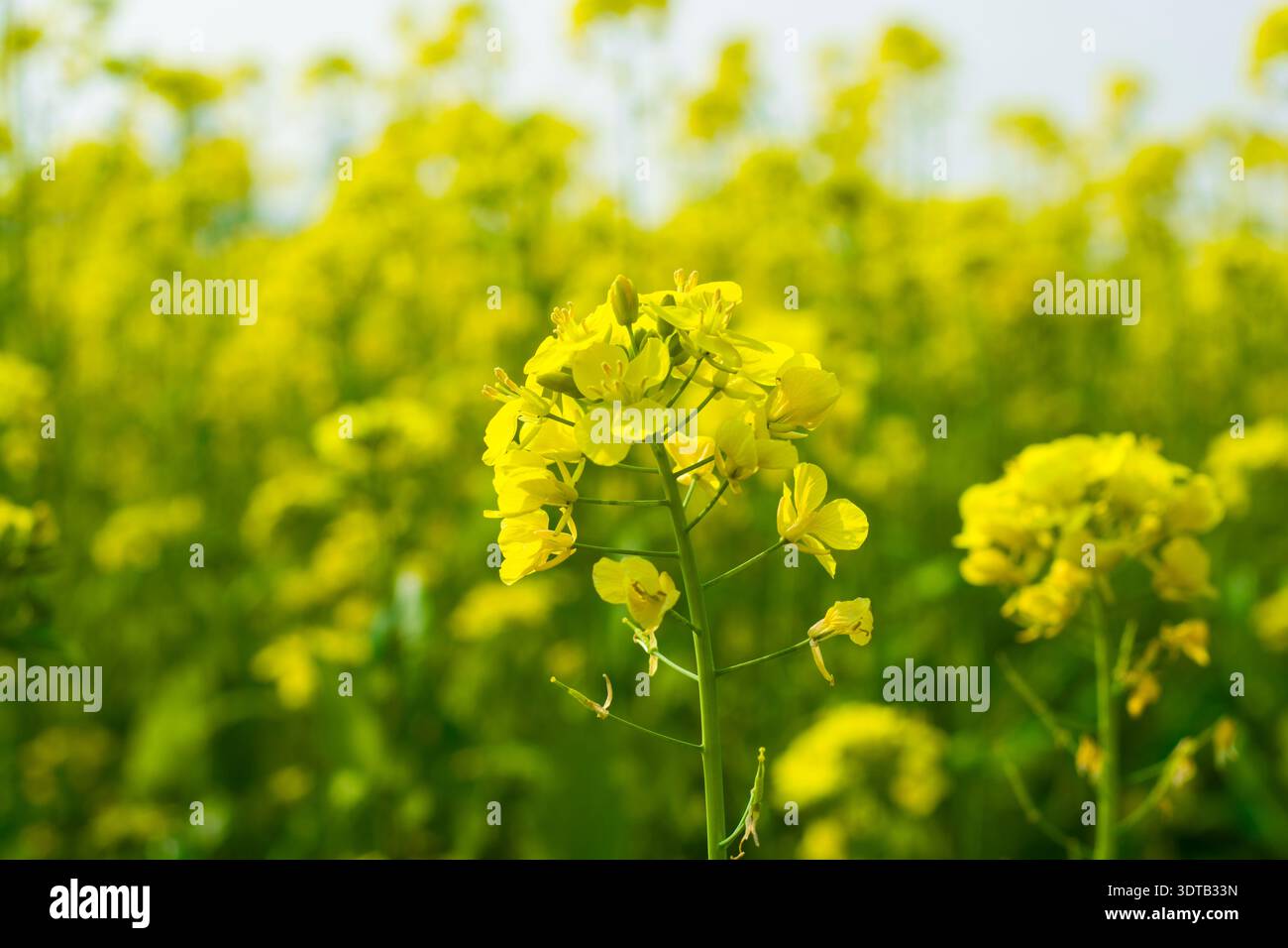 Une fleur de moutarde brillante debout haut parmi les plantes dans un champ agricole désert. Banque D'Images