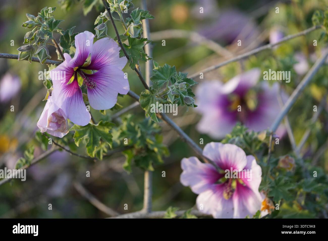 La mauve fleurit près de la baie de San Francisco. Banque D'Images