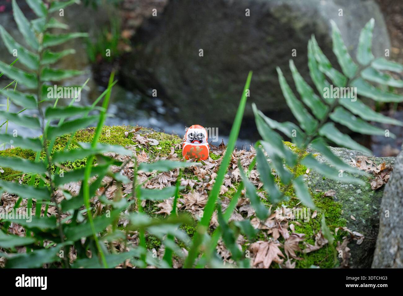 Osaka, Japon - janvier 2026 : poupée Daruma nichée sur les feuilles tombées d'automne, derrière les feuilles vertes et le feuillage, temple Katsuo-ji Banque D'Images