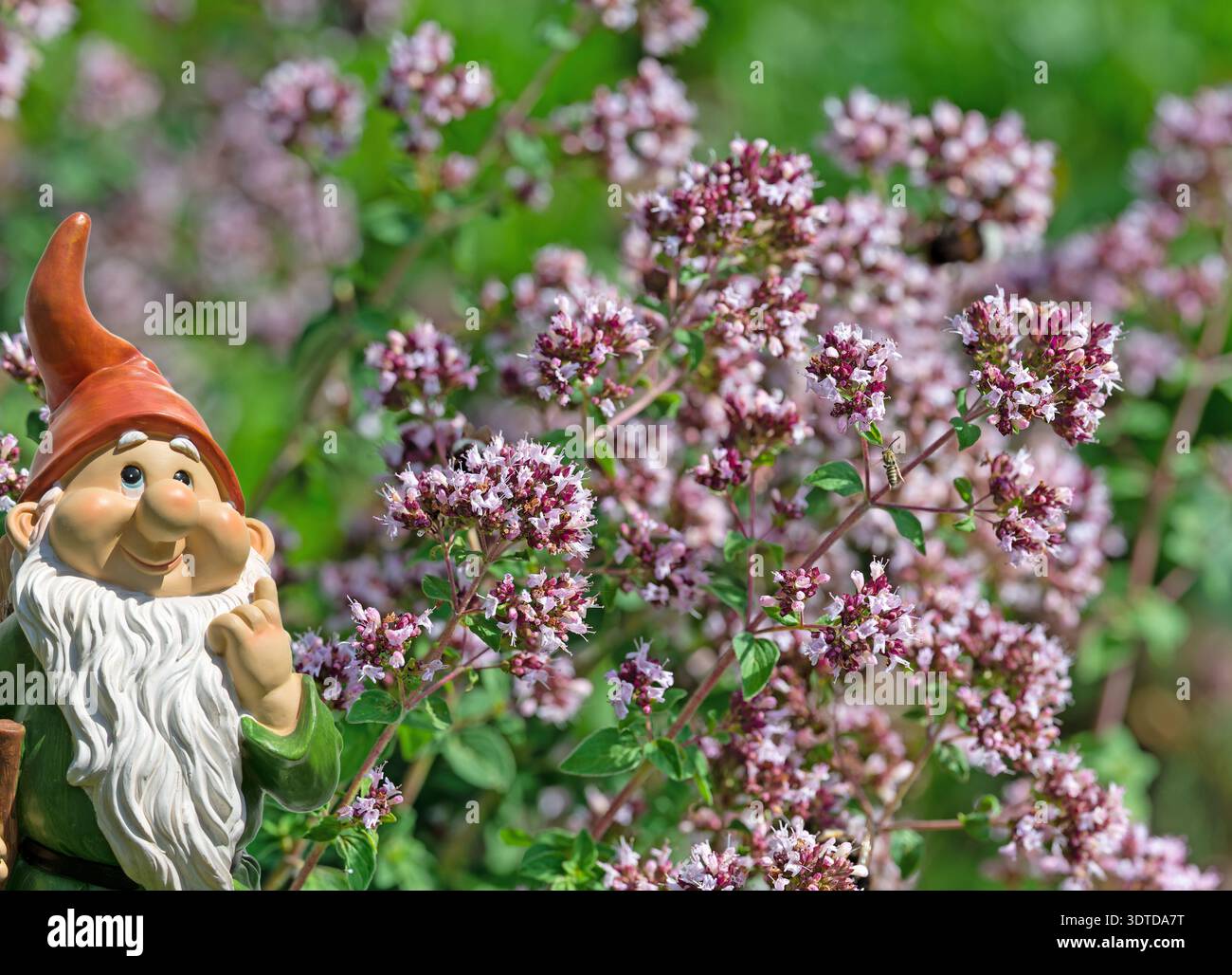 Origan en fleurs, Origanum vulgare, gros plan Banque D'Images