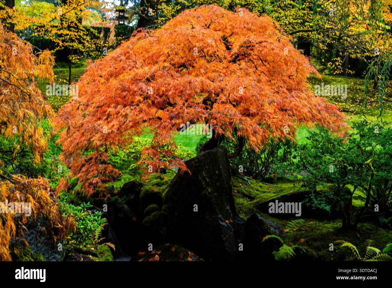 Un grand arbre avec des feuilles orangées est dans un parc. L'arbre est entouré d'herbe et d'autres plantes. L'image a une ambiance paisible et sereine Banque D'Images