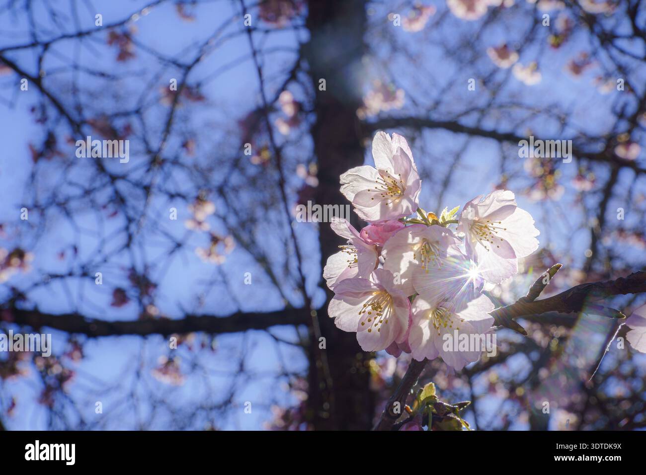 Ronda, malaga, espagne branches de fleurs de cerisier débordant de délicates fleurs roses. Rétroéclairé par un soleil éclatant créant un effet Starburst. Avec un bl clair Banque D'Images
