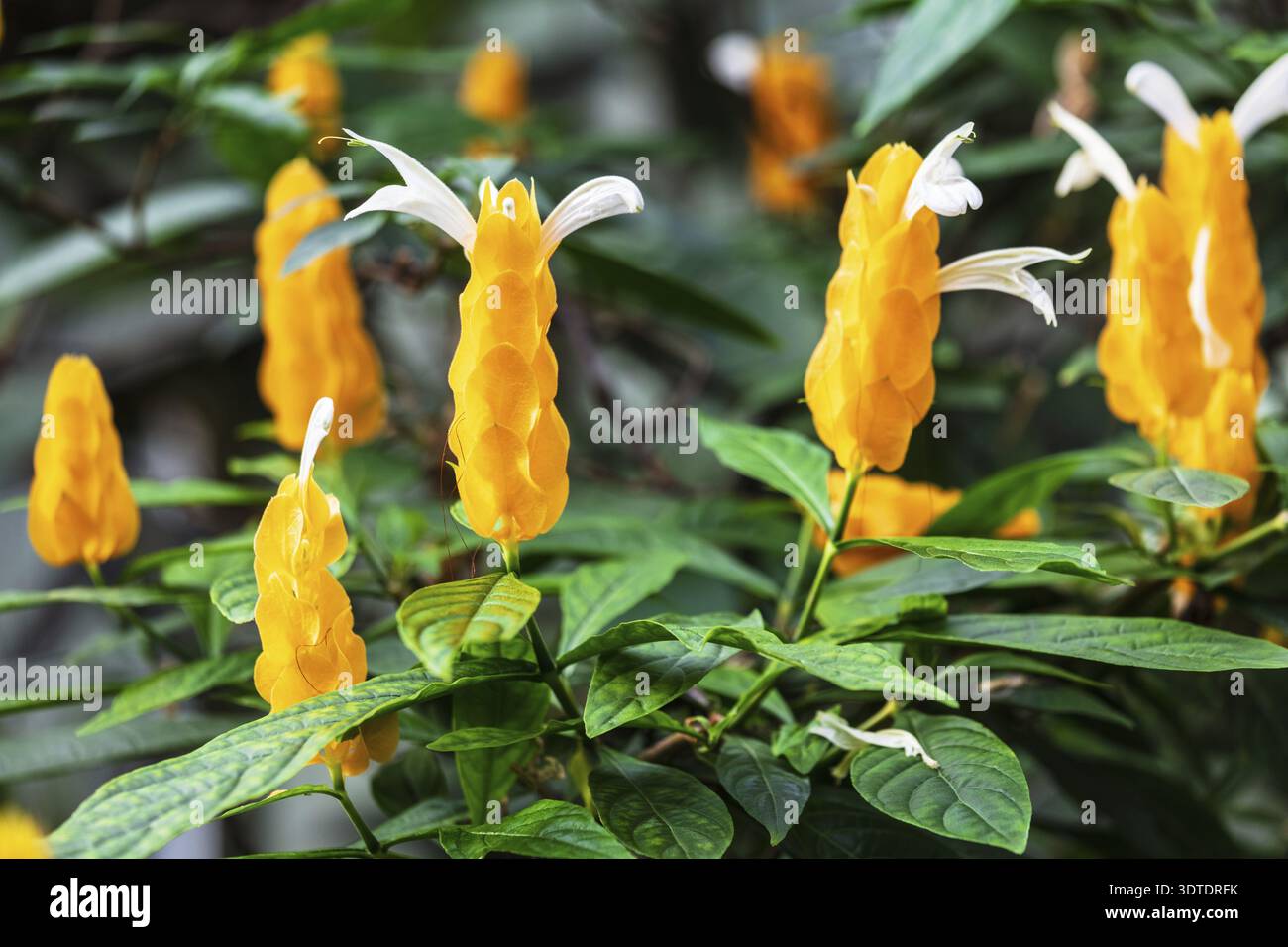 Arbuste jaune Pachystachys lutea dans le jardin botanique Banque D'Images