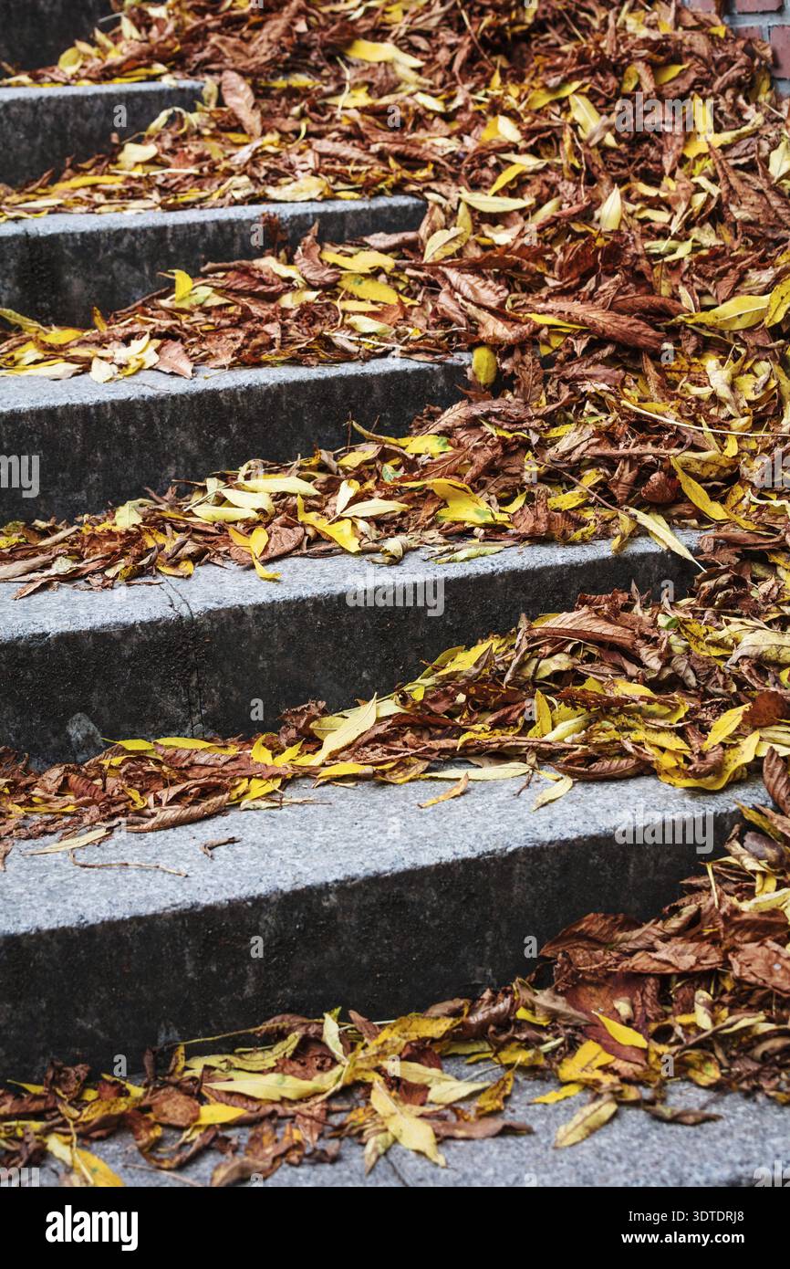 Escalier couvert de feuilles mortes colorées Banque D'Images