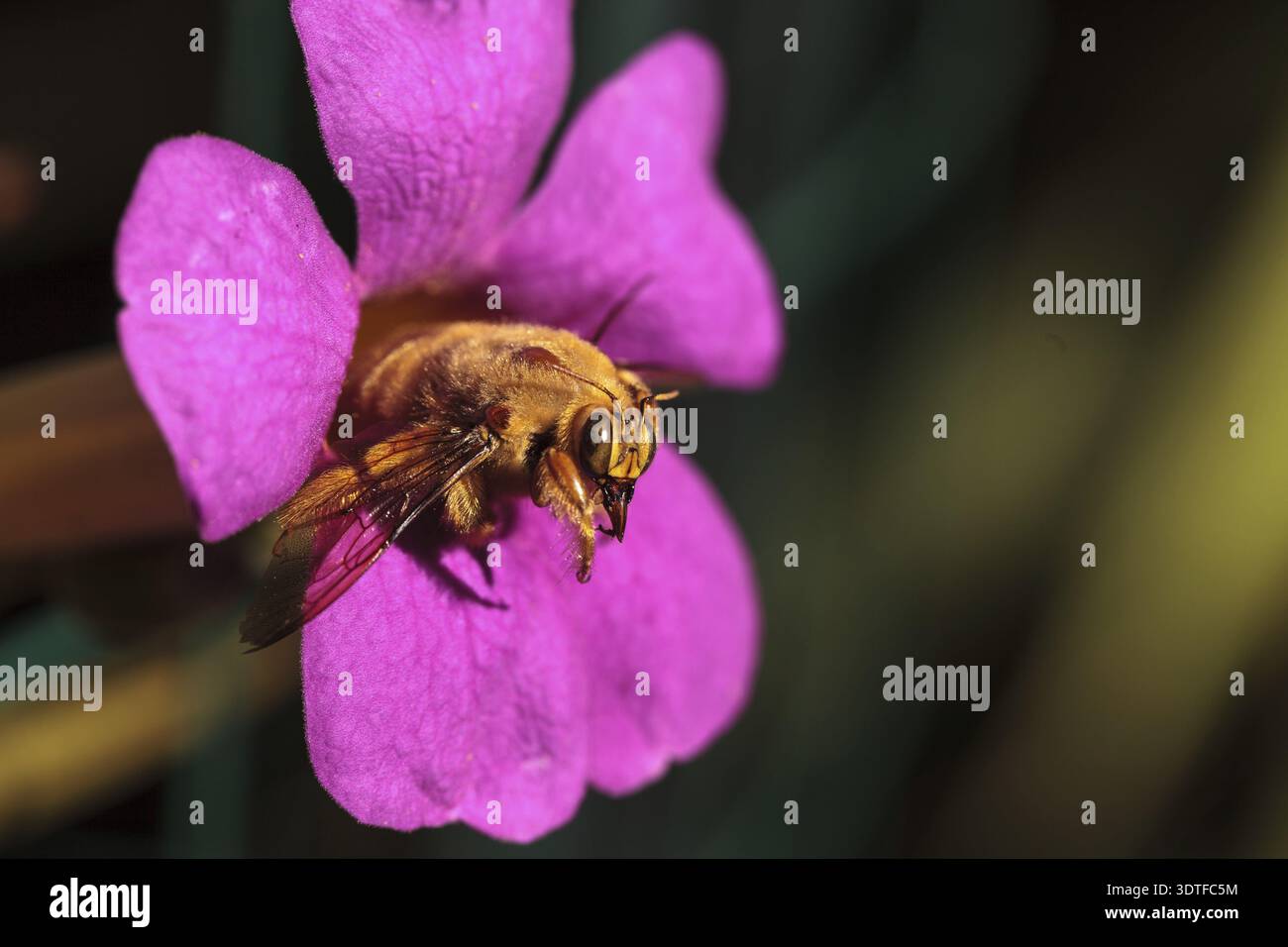Abeille charpentier mâle de la vallée de couleur or, nom scientifique Xylocopa varipuncta, également appelé ours en peluche. Les mâles ne piquent pas Banque D'Images