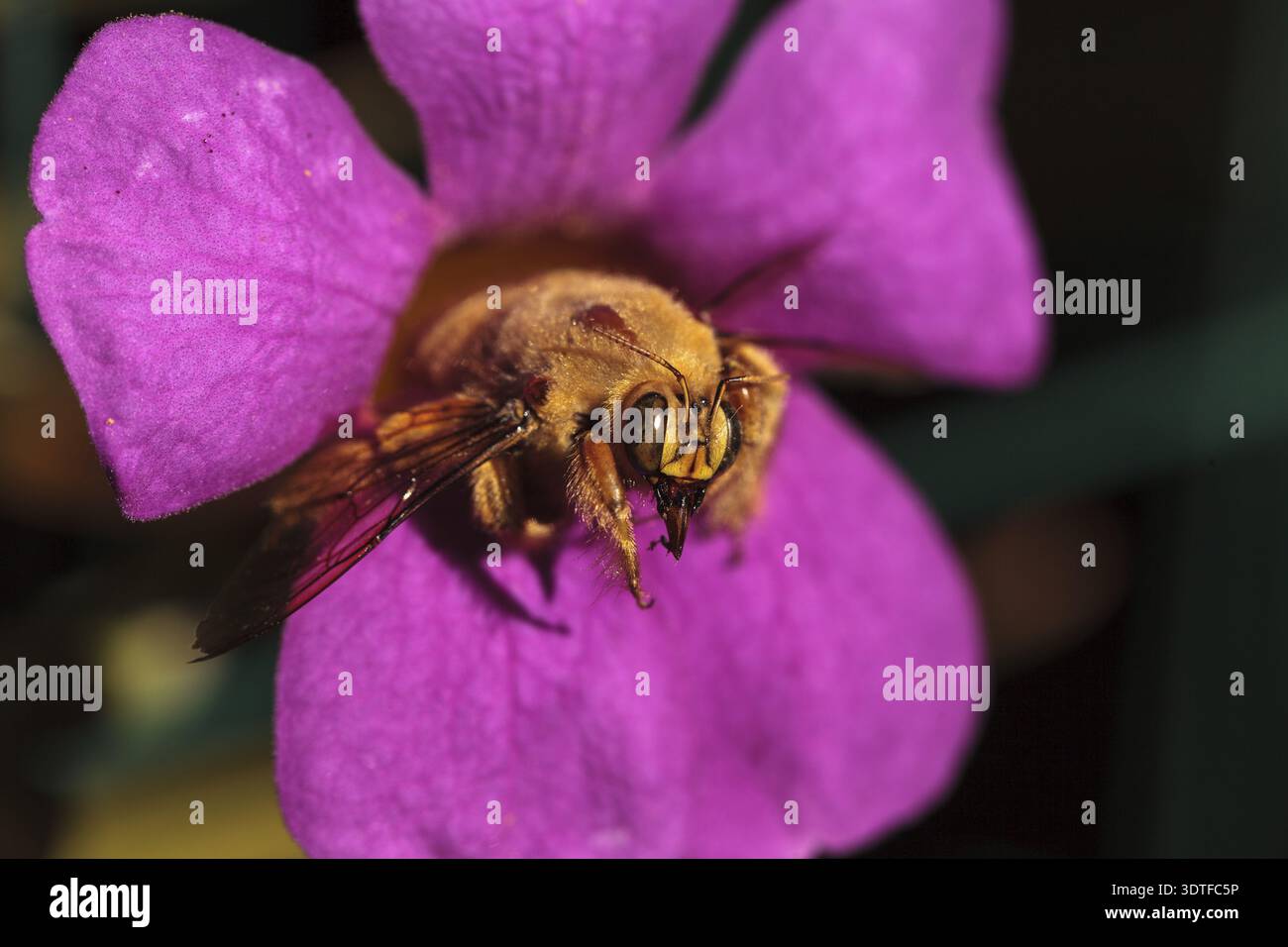 Abeille charpentier mâle de la vallée de couleur or, nom scientifique Xylocopa varipuncta, également appelé ours en peluche. Les mâles ne piquent pas Banque D'Images