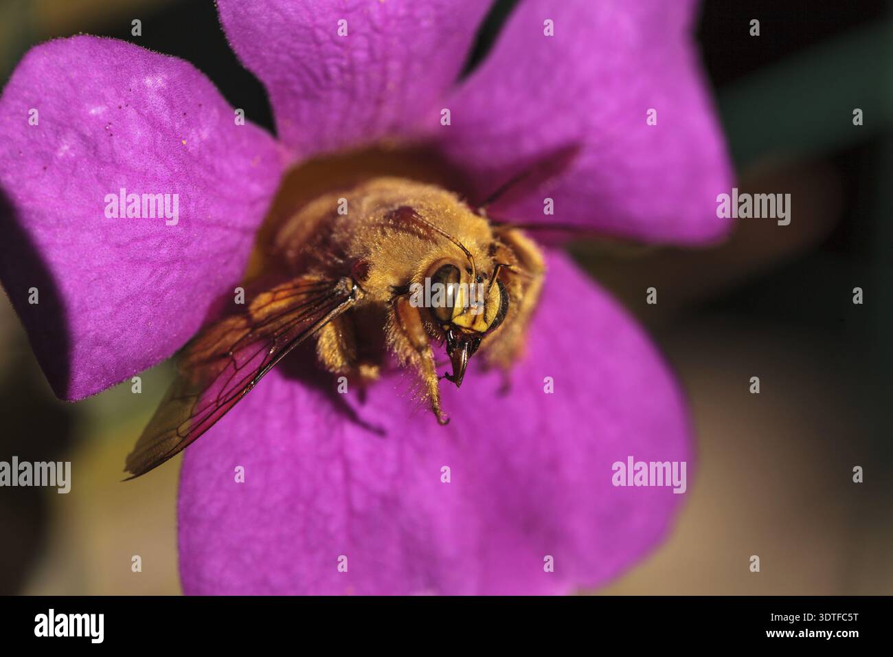 Abeille charpentier mâle de la vallée de couleur or, nom scientifique Xylocopa varipuncta, également appelé ours en peluche. Les mâles ne piquent pas Banque D'Images