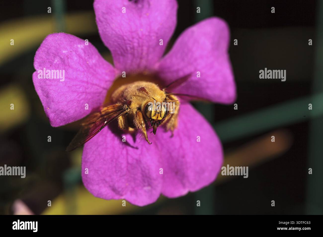 Abeille charpentier mâle de la vallée de couleur or, nom scientifique Xylocopa varipuncta, également appelé ours en peluche. Les mâles ne piquent pas Banque D'Images